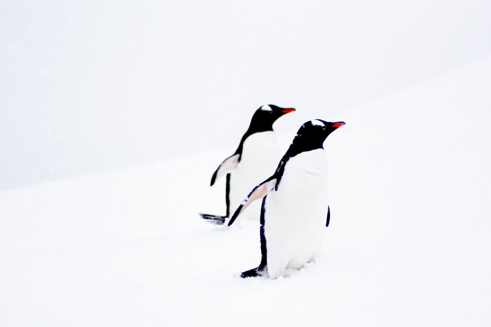 Antarctica