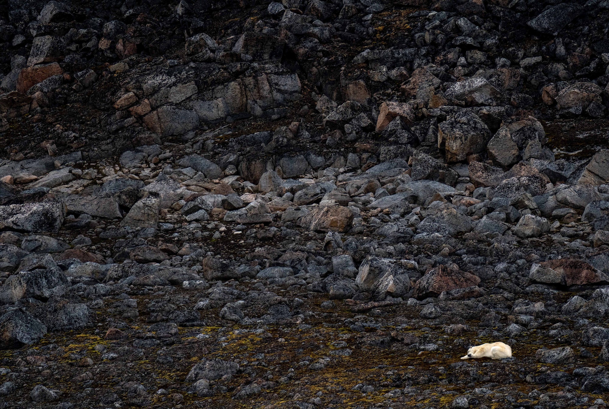 Stone bound Polar Bear
