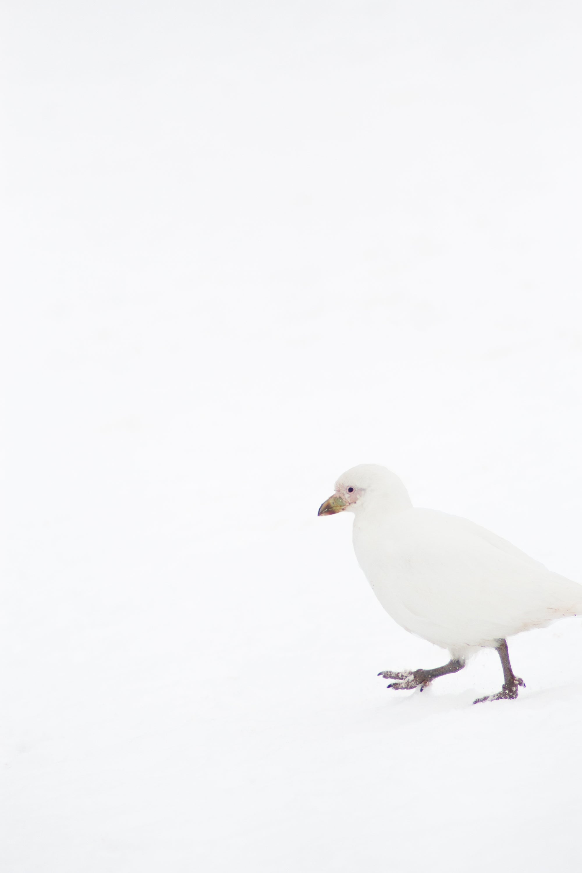 The Quiet Resident-  Print sale