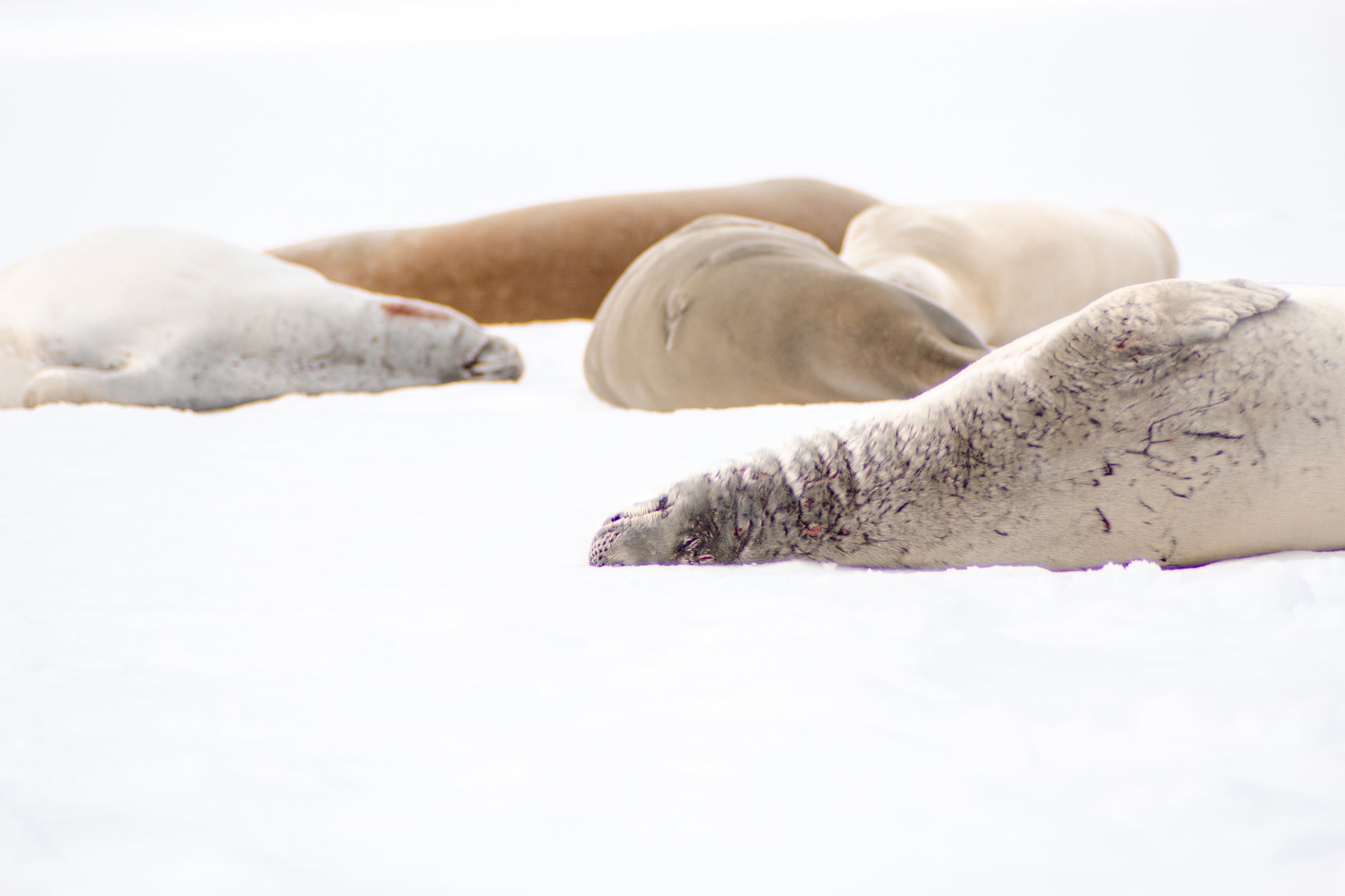 Polar Siesta -  Print sale