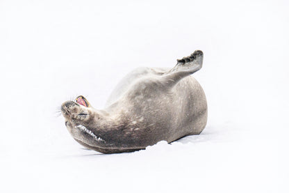 Antarctic Wake Up