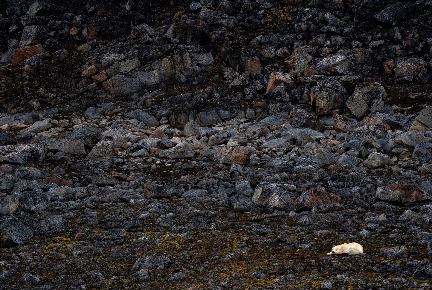 Stone bound Polar Bear