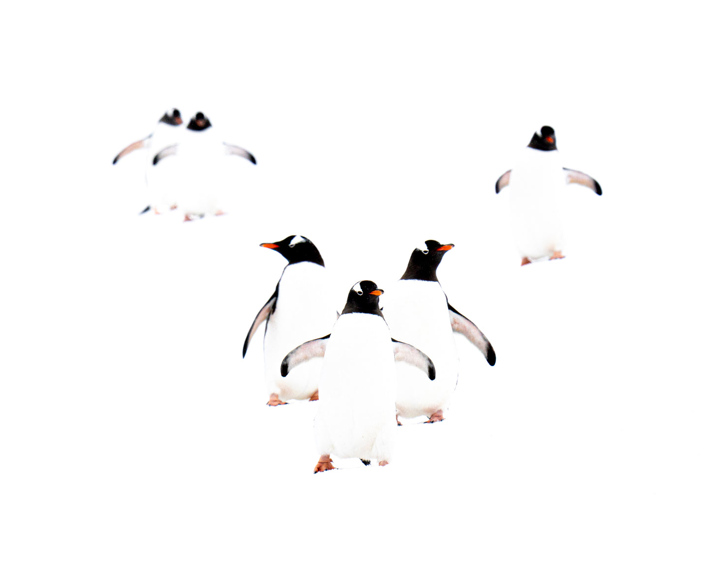 The Gathering