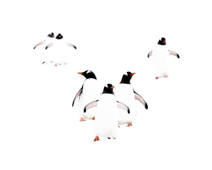 The Gathering