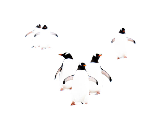 The Gathering